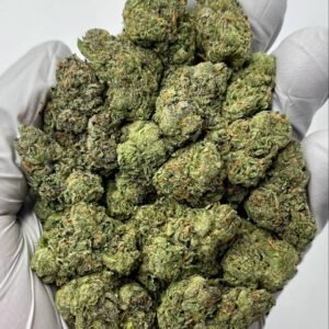 Close-up of Blue Dream THCa Flower Buds – Bulk Cannabis Wholesale