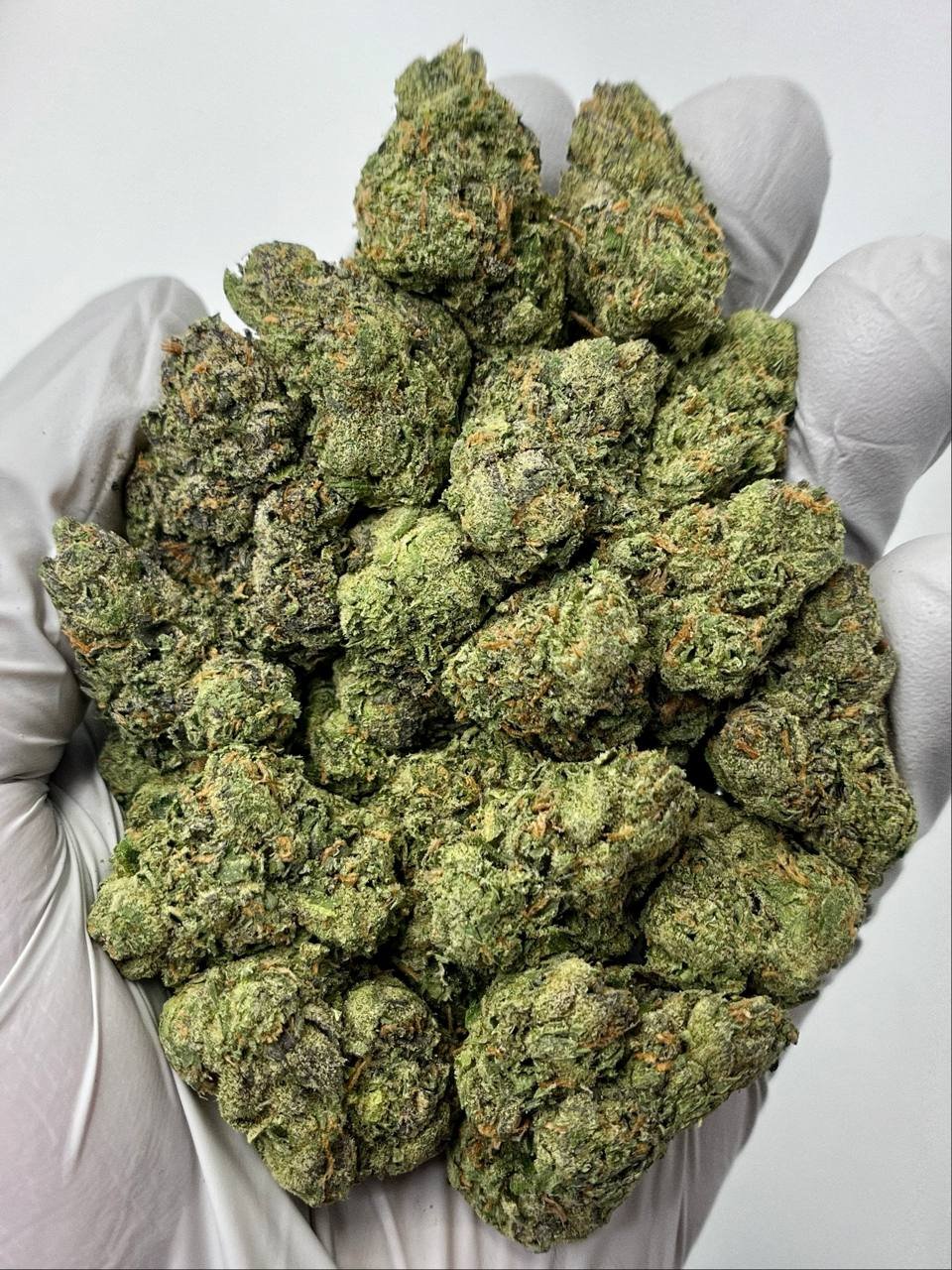 Close-up of Blue Dream THCa Flower Buds – Bulk Cannabis Wholesale