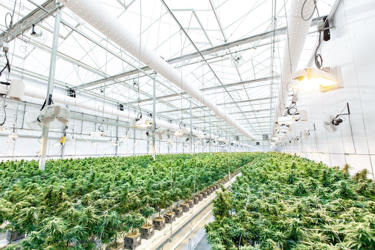 Premium bulk THCa flower wholesale for dispensaries and distributors