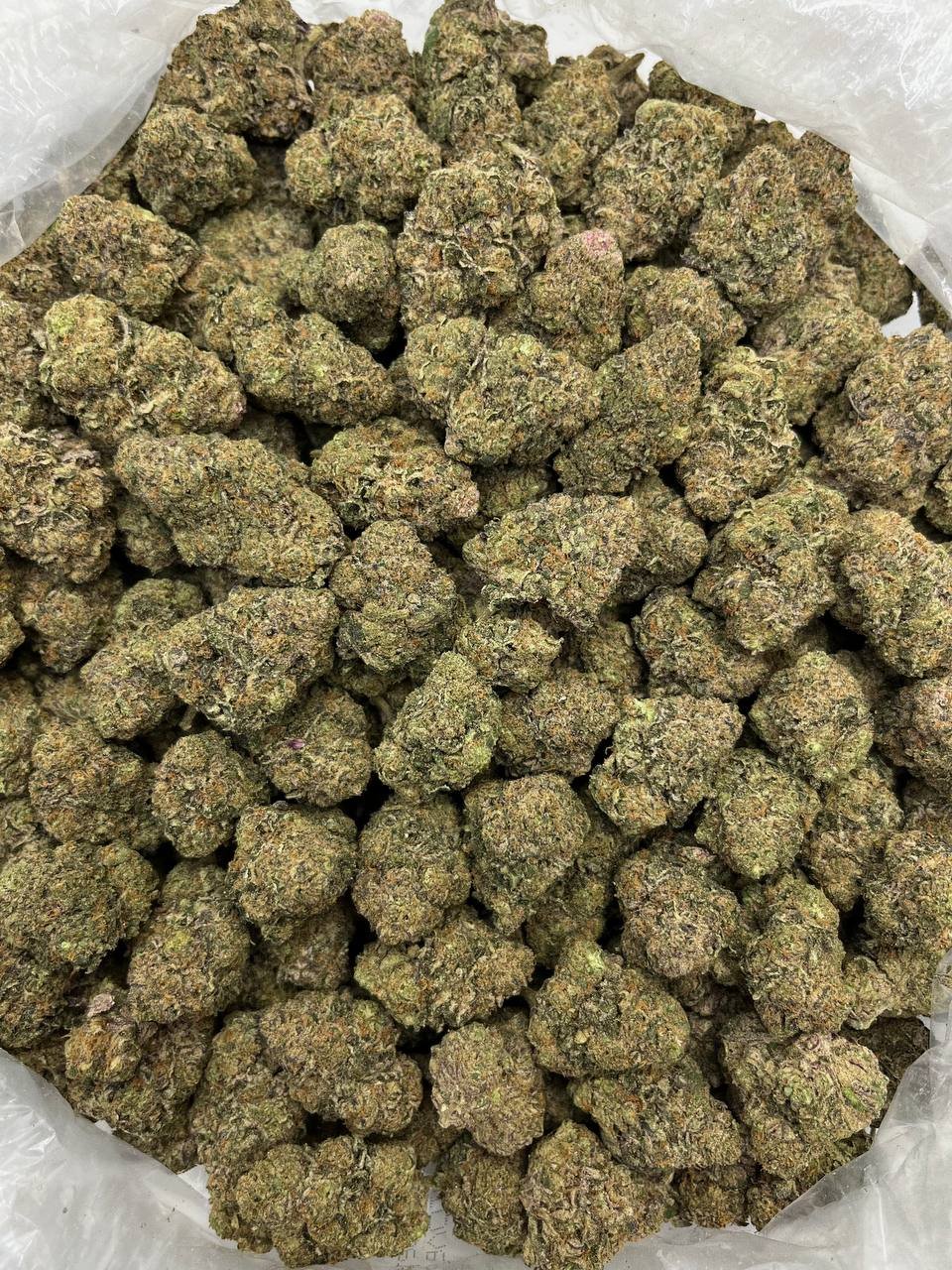 Bulk high-potency THCa Flower – Girl Scout Cookies strain