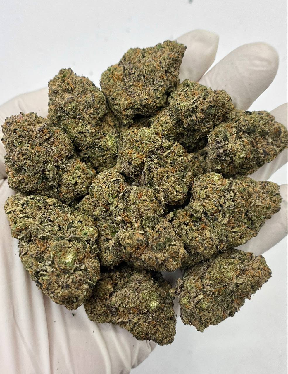 Close-up of Girl Scout Cookies THCa Flower with frosty trichomes