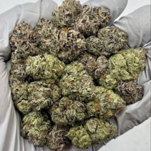 Dense Purple Punch THCa Flower with deep purple and frosty buds