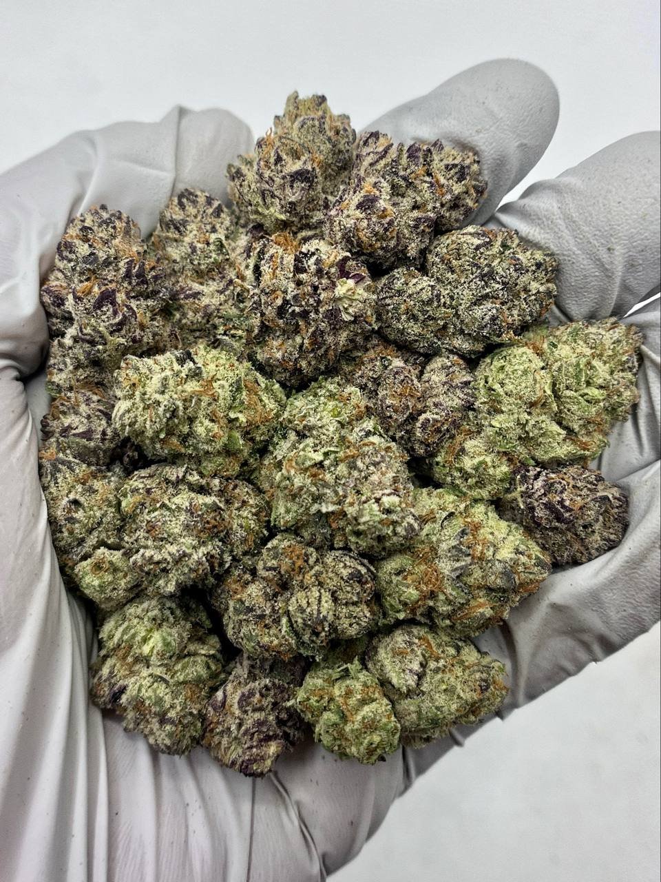 Dense Purple Punch THCa Flower with deep purple and frosty buds