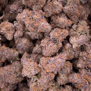 Sundae Driver THCa flower in bulk display, showcasing frosty trichomes, vibrant purple-green hues, and dessert-like aroma.