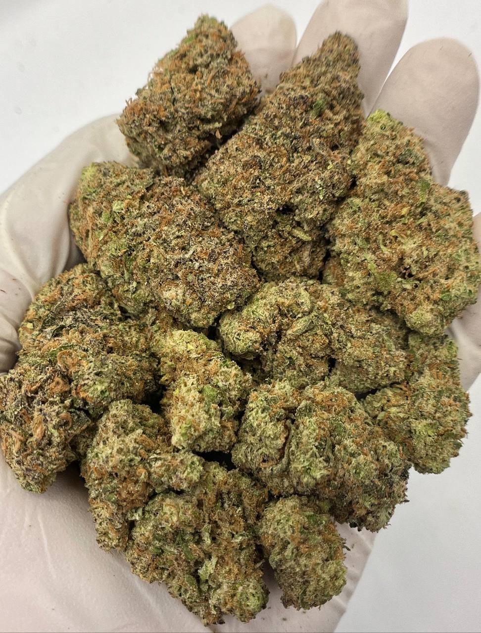 GMO THCa Flower – Exotic Garlic Cookie Cannabis Buds for Wholesale