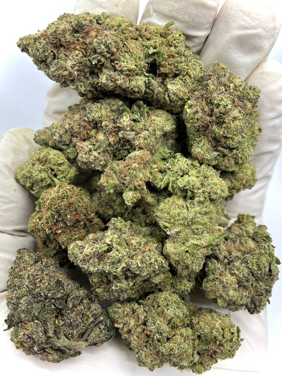 Gushers THCa Flower – Exotic Fruity Cannabis Buds in Bulk Packaging