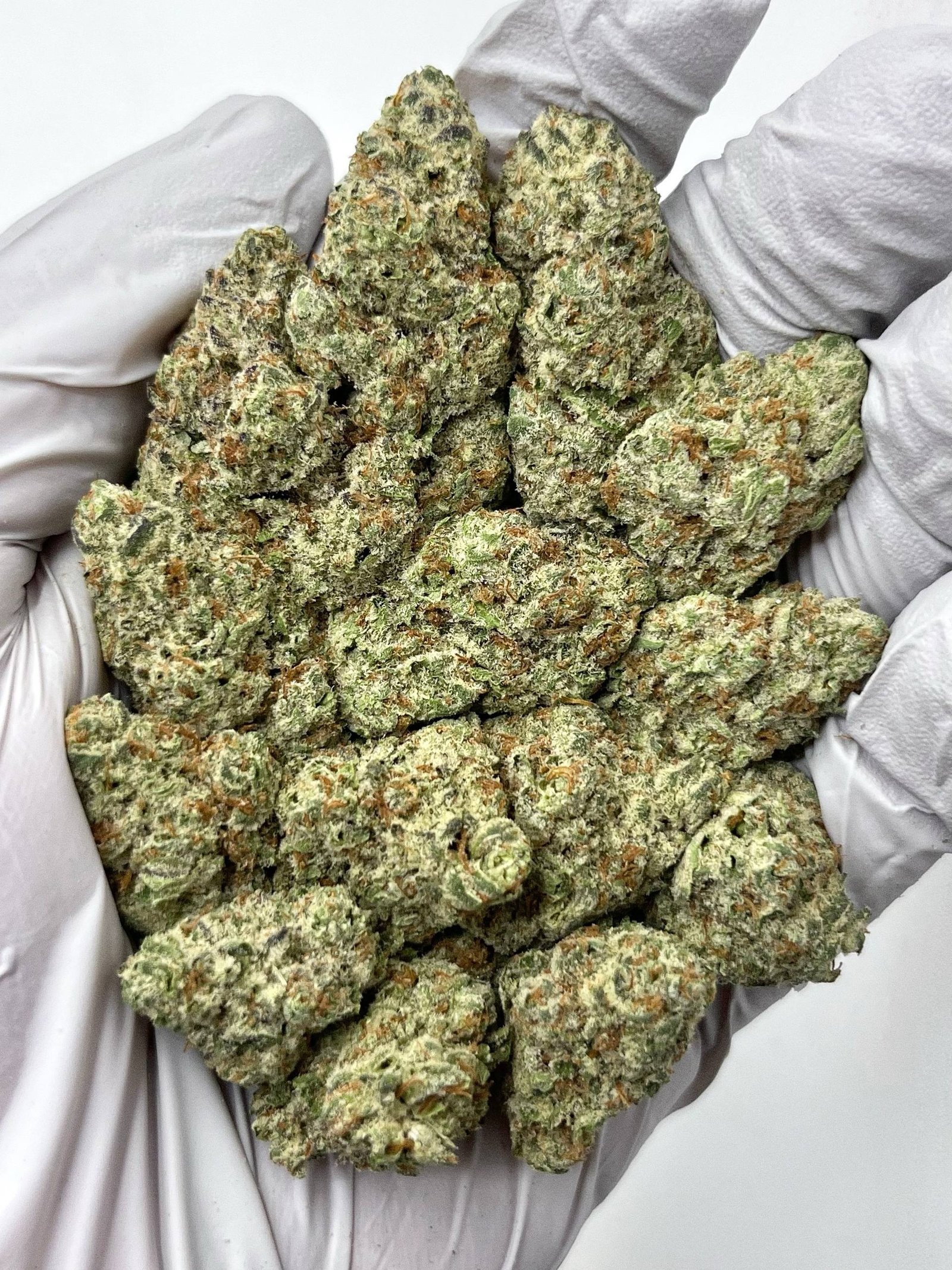 Oreoz THCa Flower – Frosty Exotic Hybrid Cannabis Buds for Wholesale
