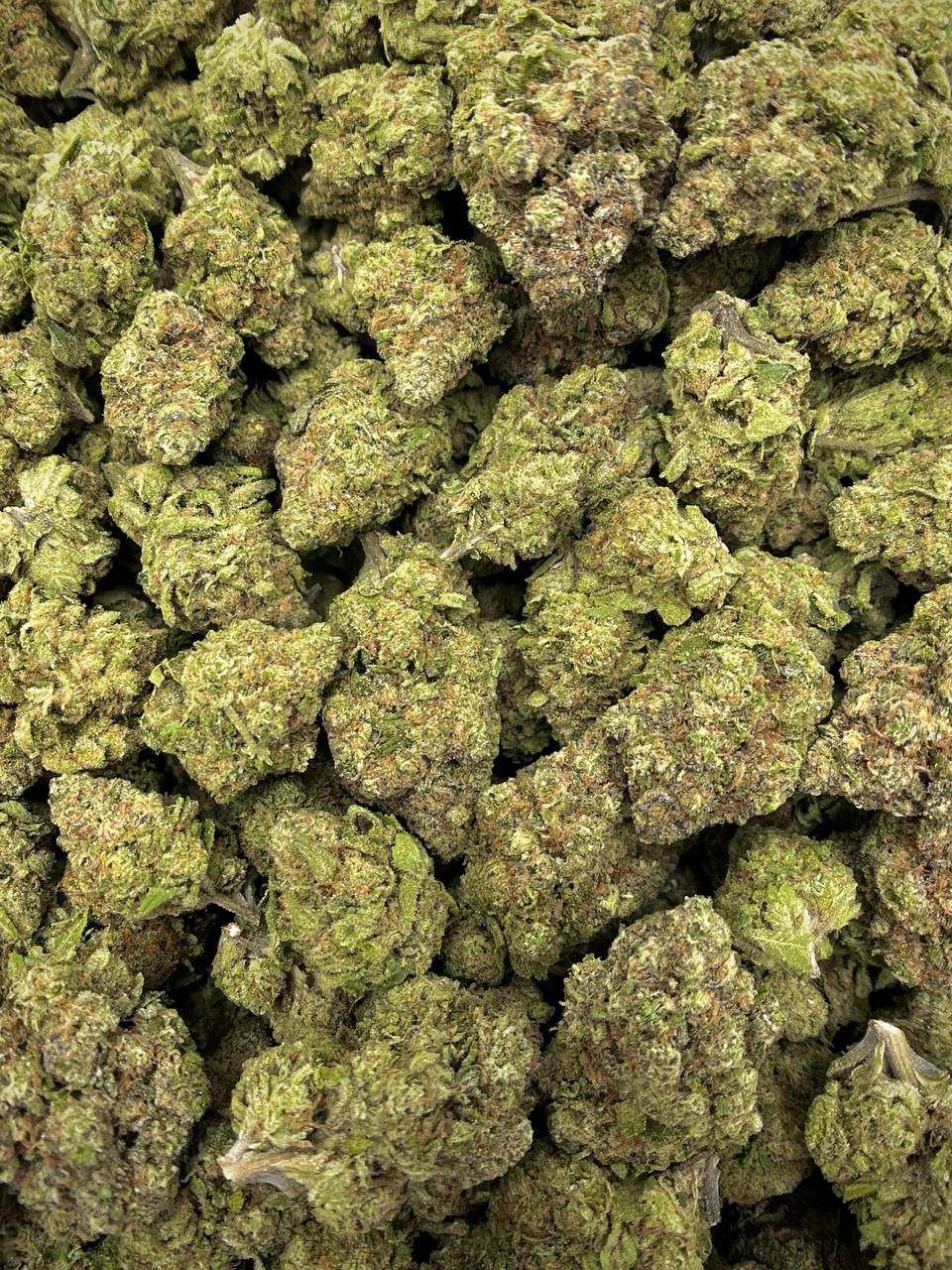 Premium Gushers Strain – High THCa Hybrid Exotic Hemp Flower