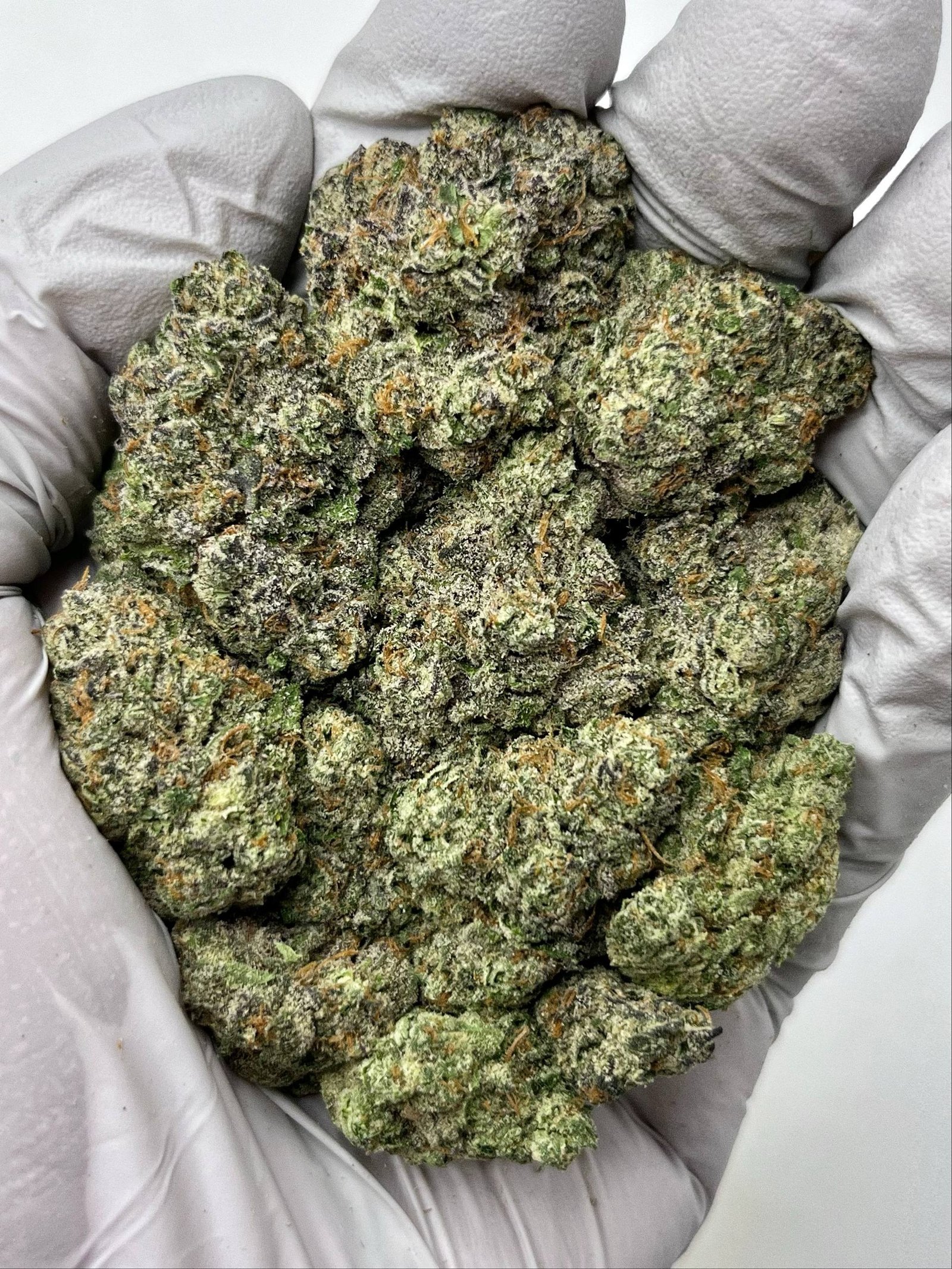 Sherbert THCa Flower – Sweet Hybrid Cannabis Buds in Bulk Packaging