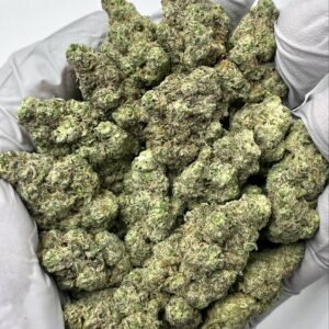 Bulk Gush Mintz THCa flower with frosty trichomes and purple buds, ideal for wholesale buyers.