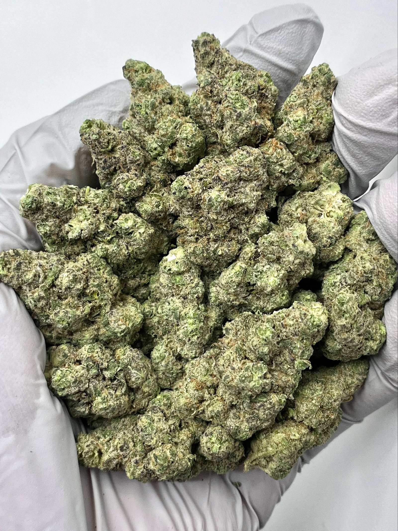 Bulk Gush Mintz THCa flower with frosty trichomes and purple buds, ideal for wholesale buyers.
