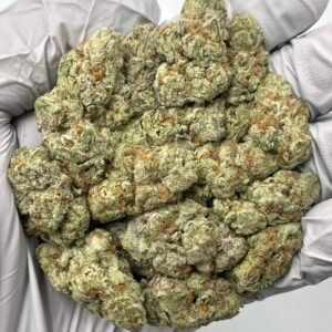 Bulk Purple Gusher THCa flower with deep purple hues, dense trichomes, and sweet candy-like aroma displayed for wholesale buyers.