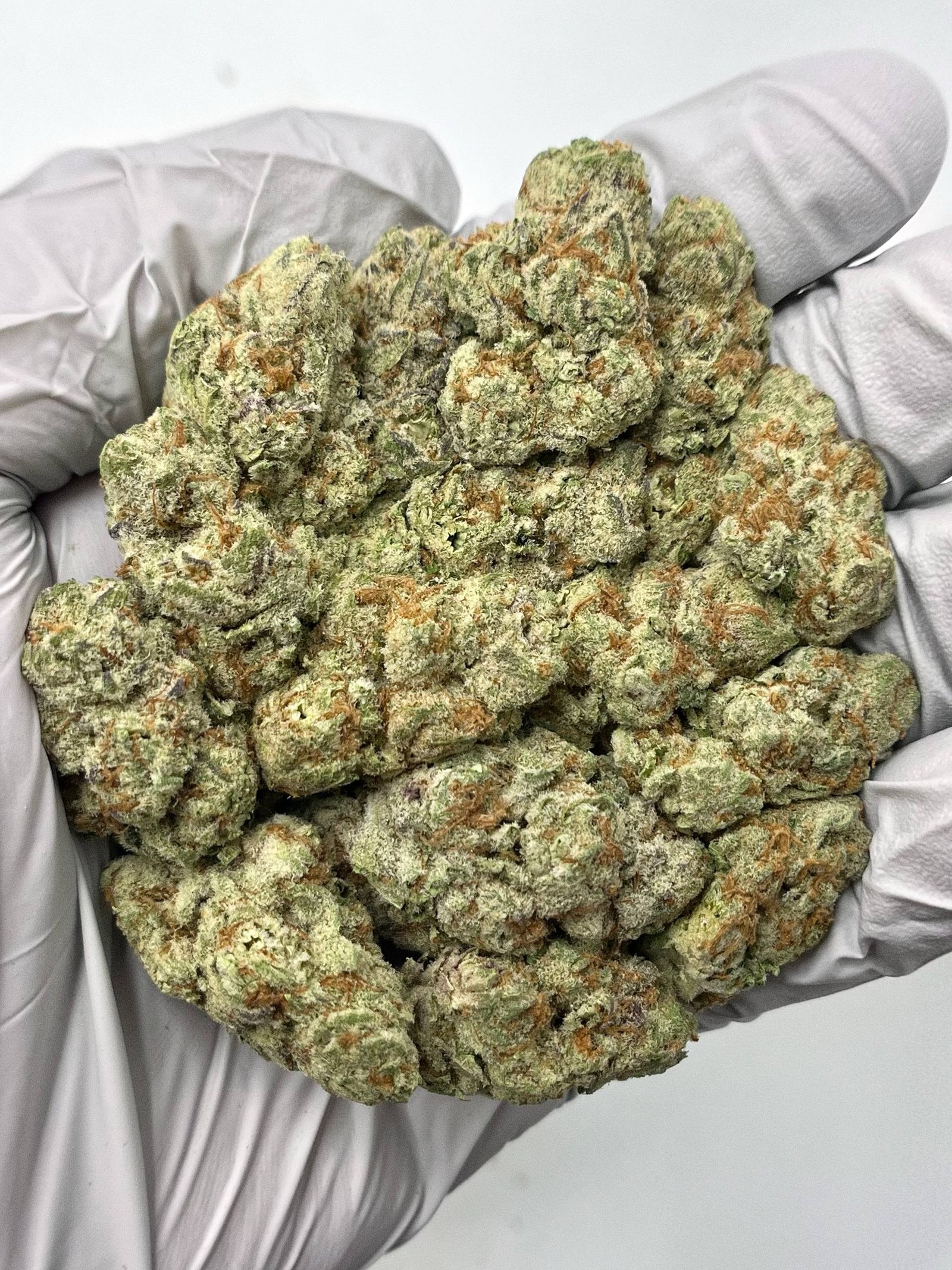 Bulk Purple Gusher THCa flower with deep purple hues, dense trichomes, and sweet candy-like aroma displayed for wholesale buyers.