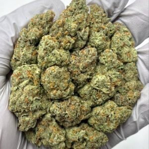 Cheetah Piss THCa flower in bulk packaging, showcasing frosty trichomes and bright citrus-diesel buds.