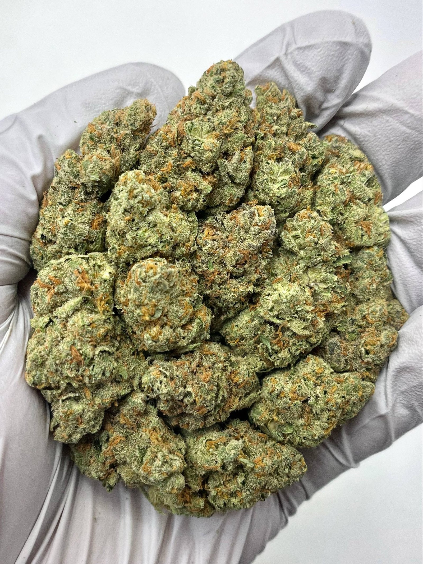 Cheetah Piss THCa flower in bulk packaging, showcasing frosty trichomes and bright citrus-diesel buds.