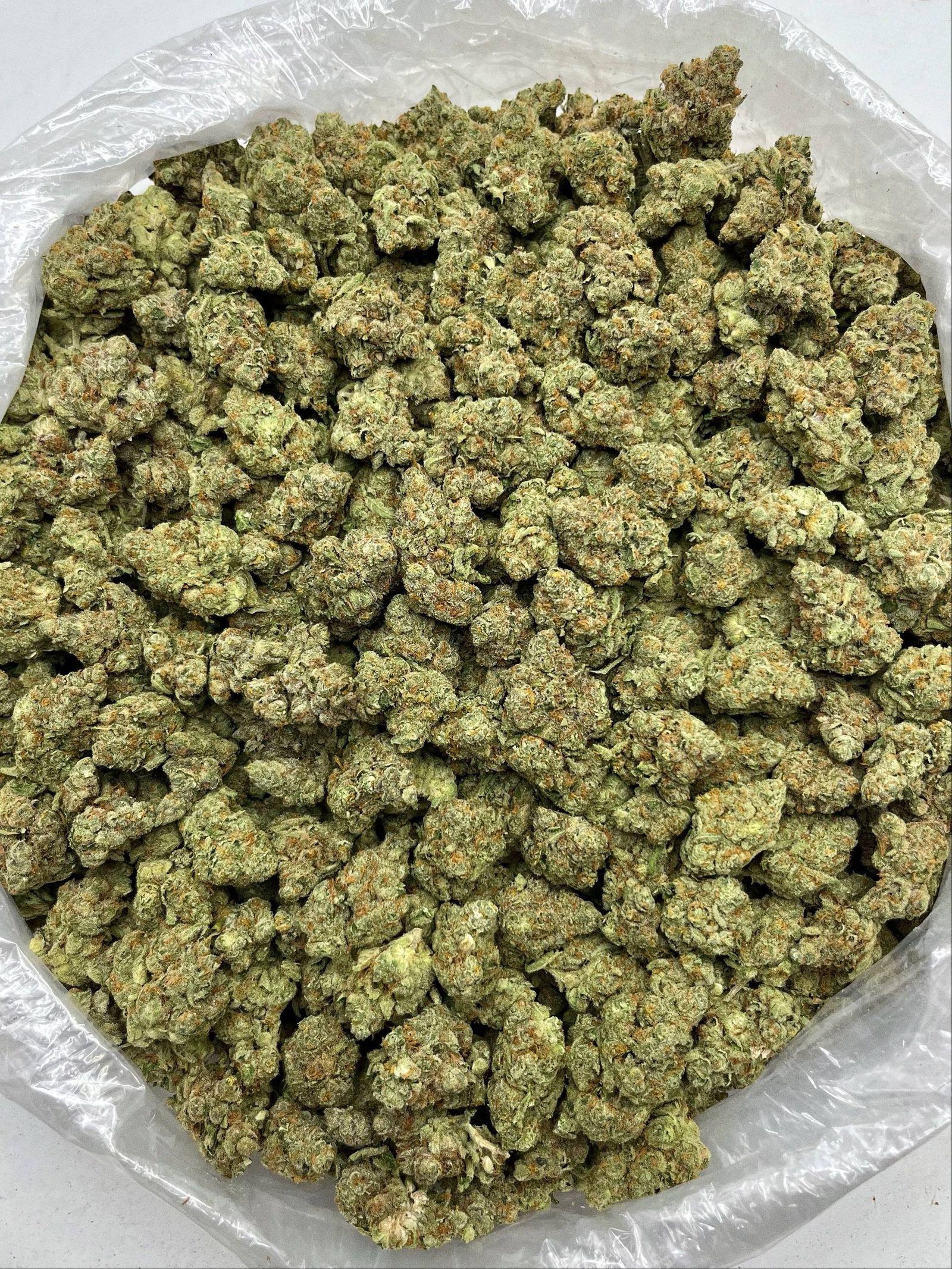 High-THCa exotic Cheetah Piss hemp flower for wholesale buyers, with dense, sticky buds under natural light.