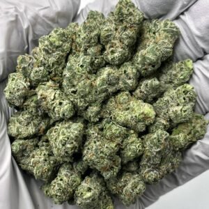 High-quality Cookies N Cream THCa flower buds in bulk packaging for wholesale buyers, showing frosty trichomes and dense structure.