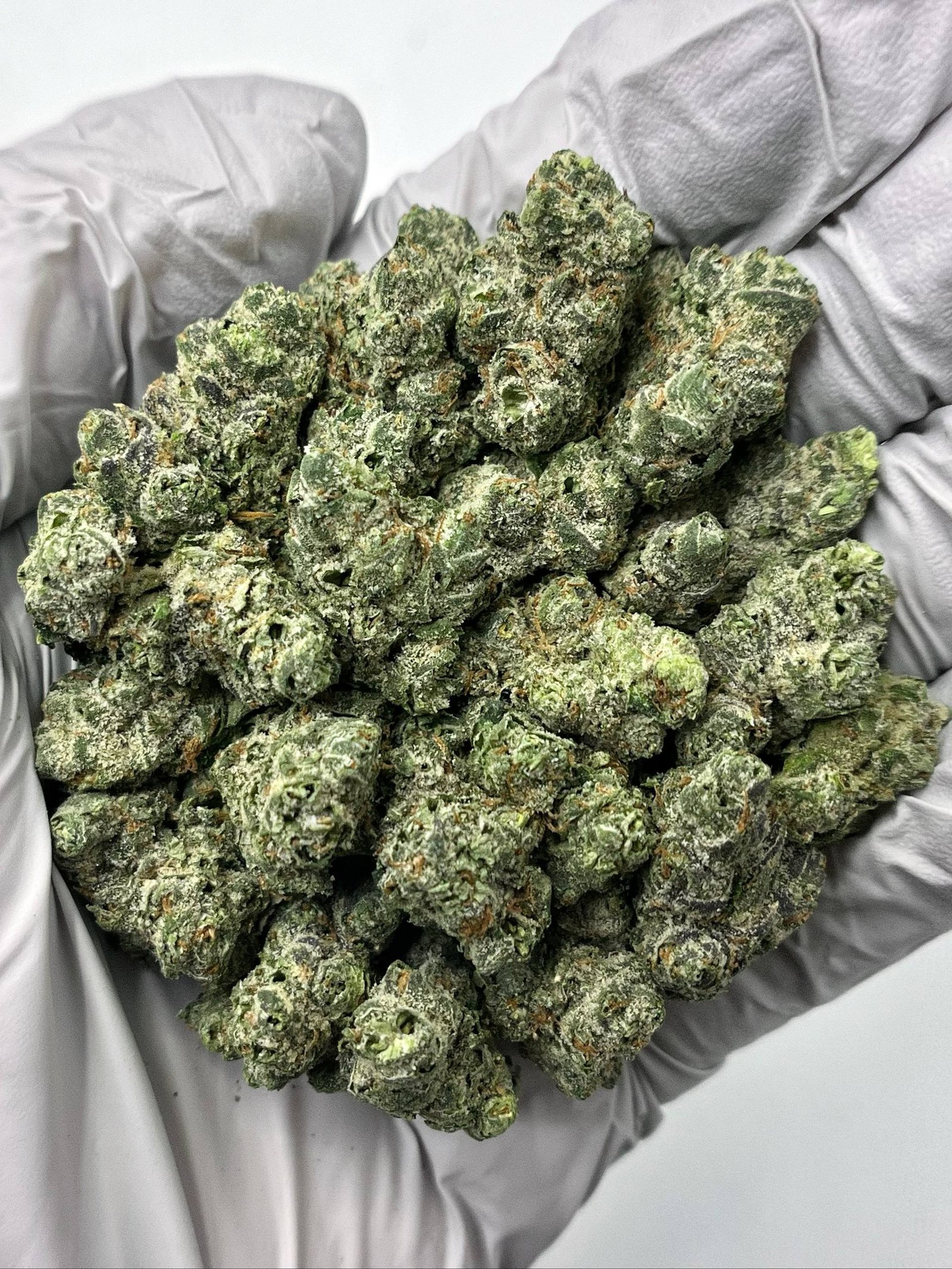 High-quality Cookies N Cream THCa flower buds in bulk packaging for wholesale buyers, showing frosty trichomes and dense structure.