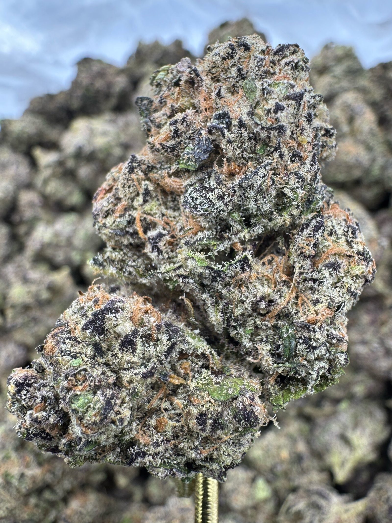 Purple Thai – Bulk THCA Flower (Indoor Pounds)