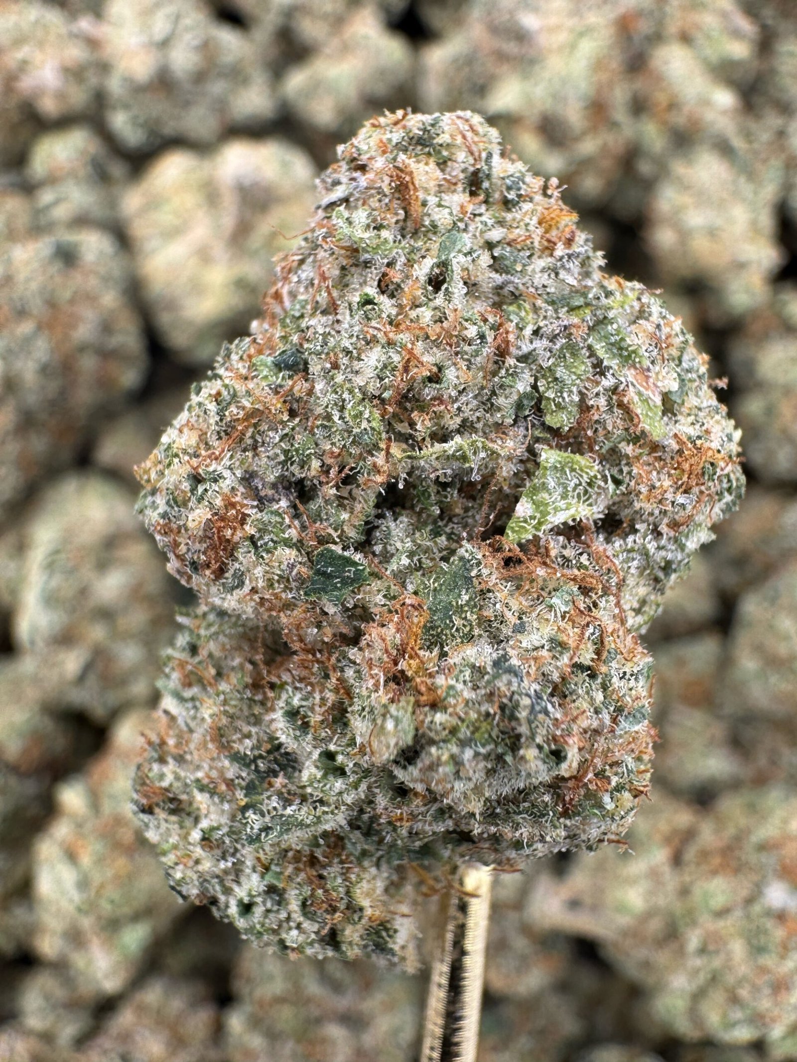 Bacio Gelato – Bulk THCA Flower (Indoor Pounds)