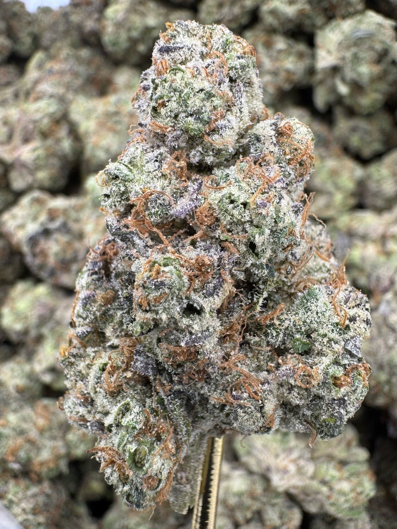 Banana Mochi – Bulk THCA Flower (Indoor Pounds)