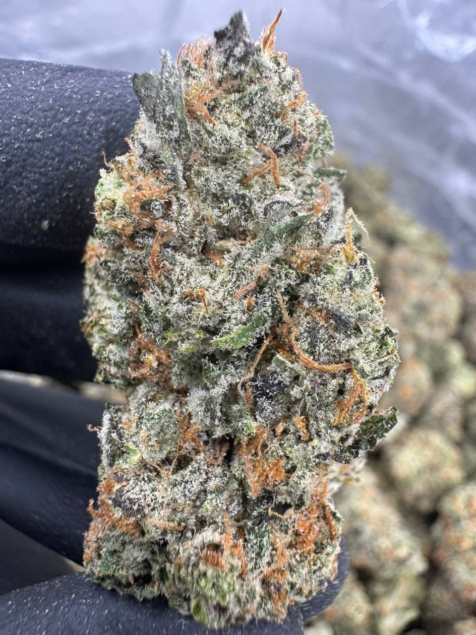 Black Amber – Bulk THCA Flower (Indoor Pounds)