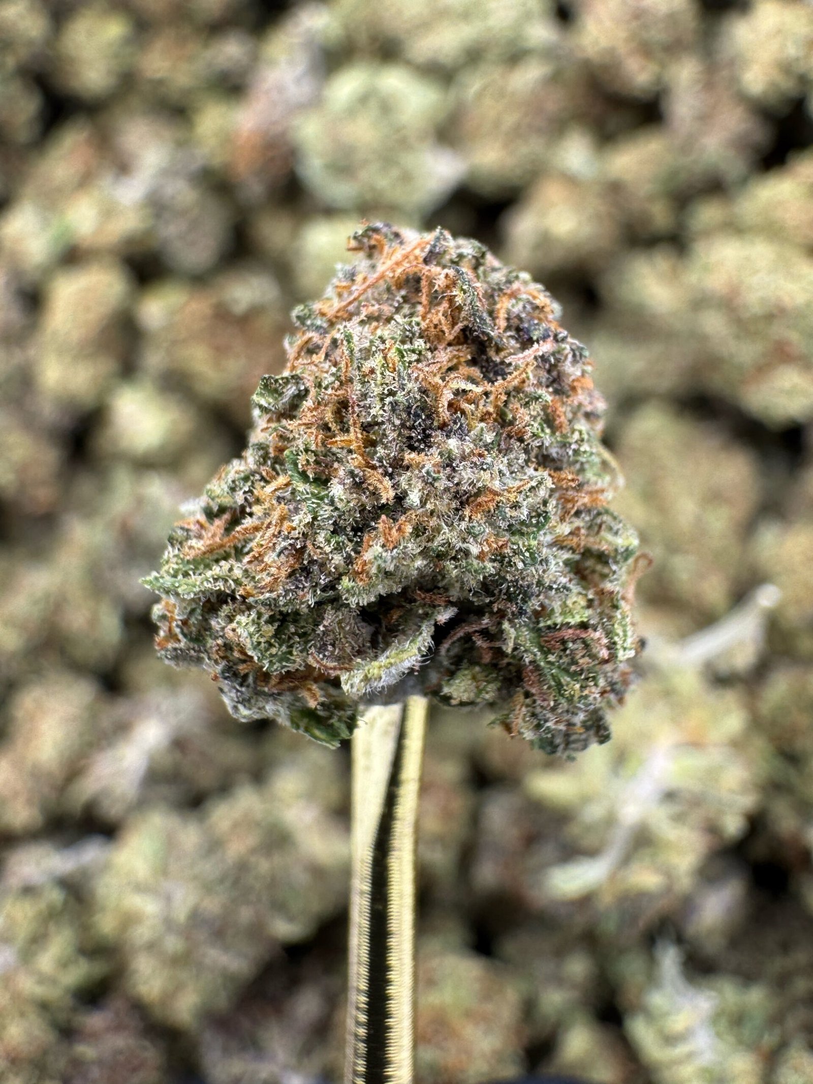 Cake Berry – Bulk CBD Flower (Sungrown Pounds)