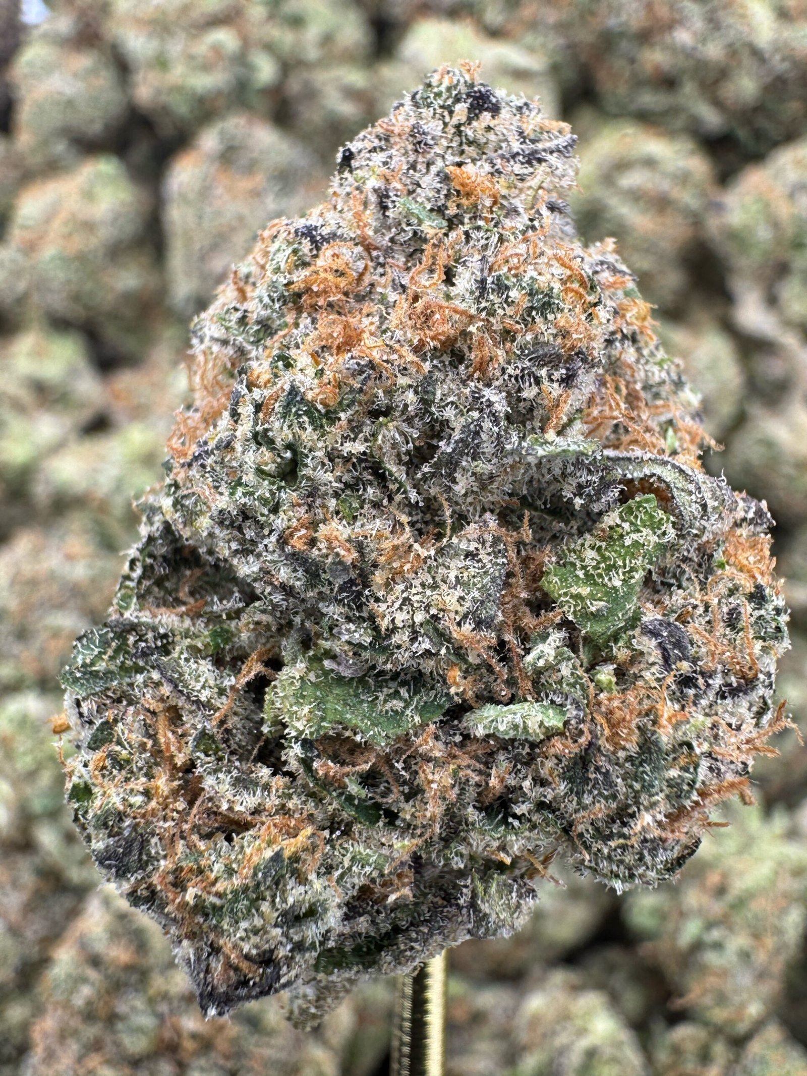Cherry Pie Runtz – Bulk THCA Flower (Indoor Pounds)