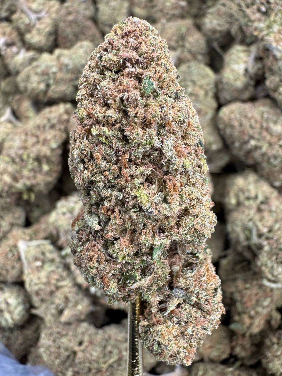 Critical Berries – Bulk CBD Flower (Sungrown Pounds)