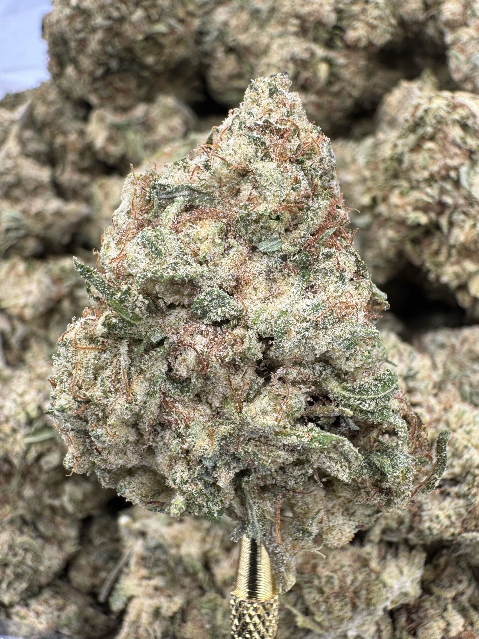 Florida Kush – Bulk THCP Flower (Greenhouse Pounds)