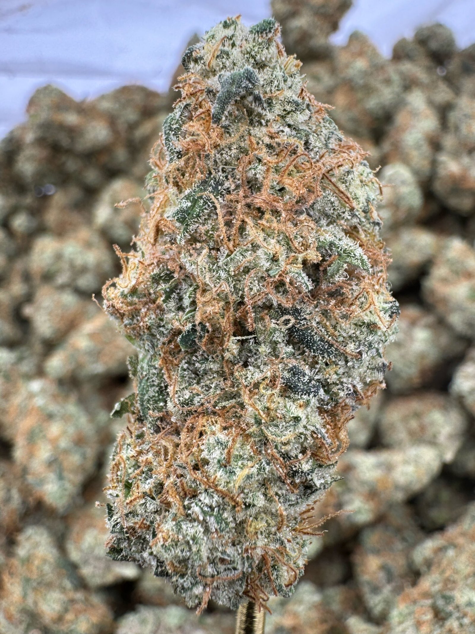 Garlic Juice – Bulk THCA Flower (Indoor Pounds)