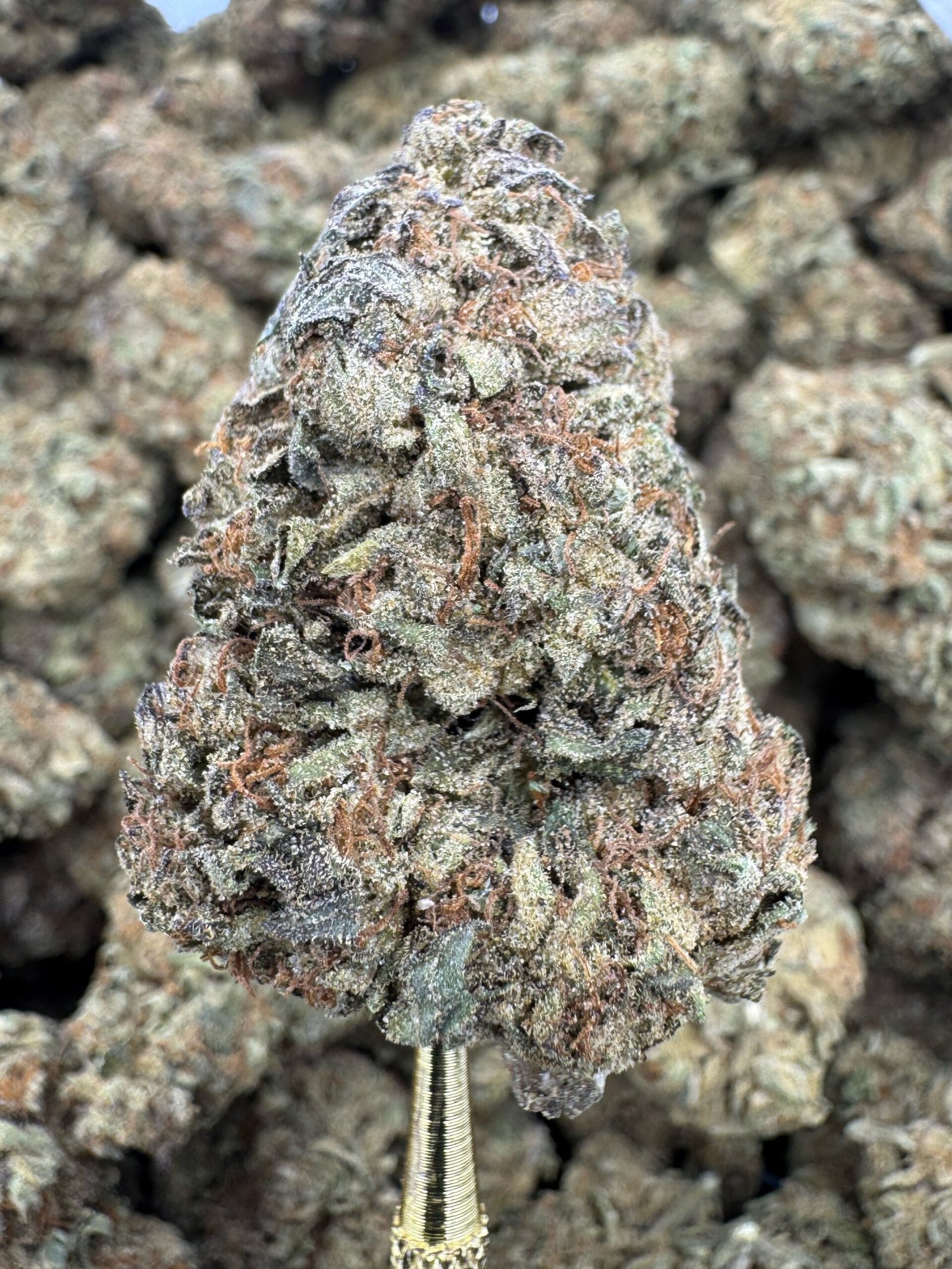 Gelato King – Bulk THCA Flower (Greenhouse Pounds)