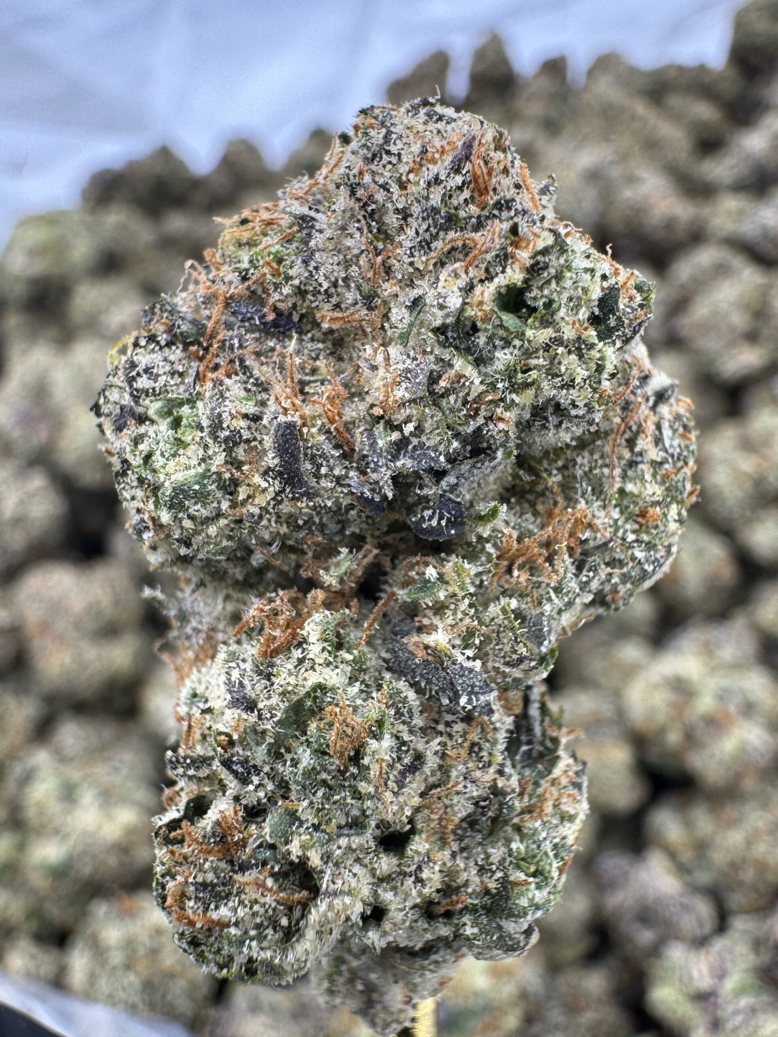 Gushers – Bulk THCA Flower (Indoor Pounds)