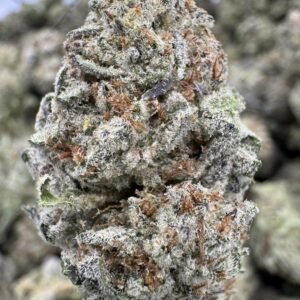 Cereal Milk – Bulk THCA Flower (Greenhouse Pounds)