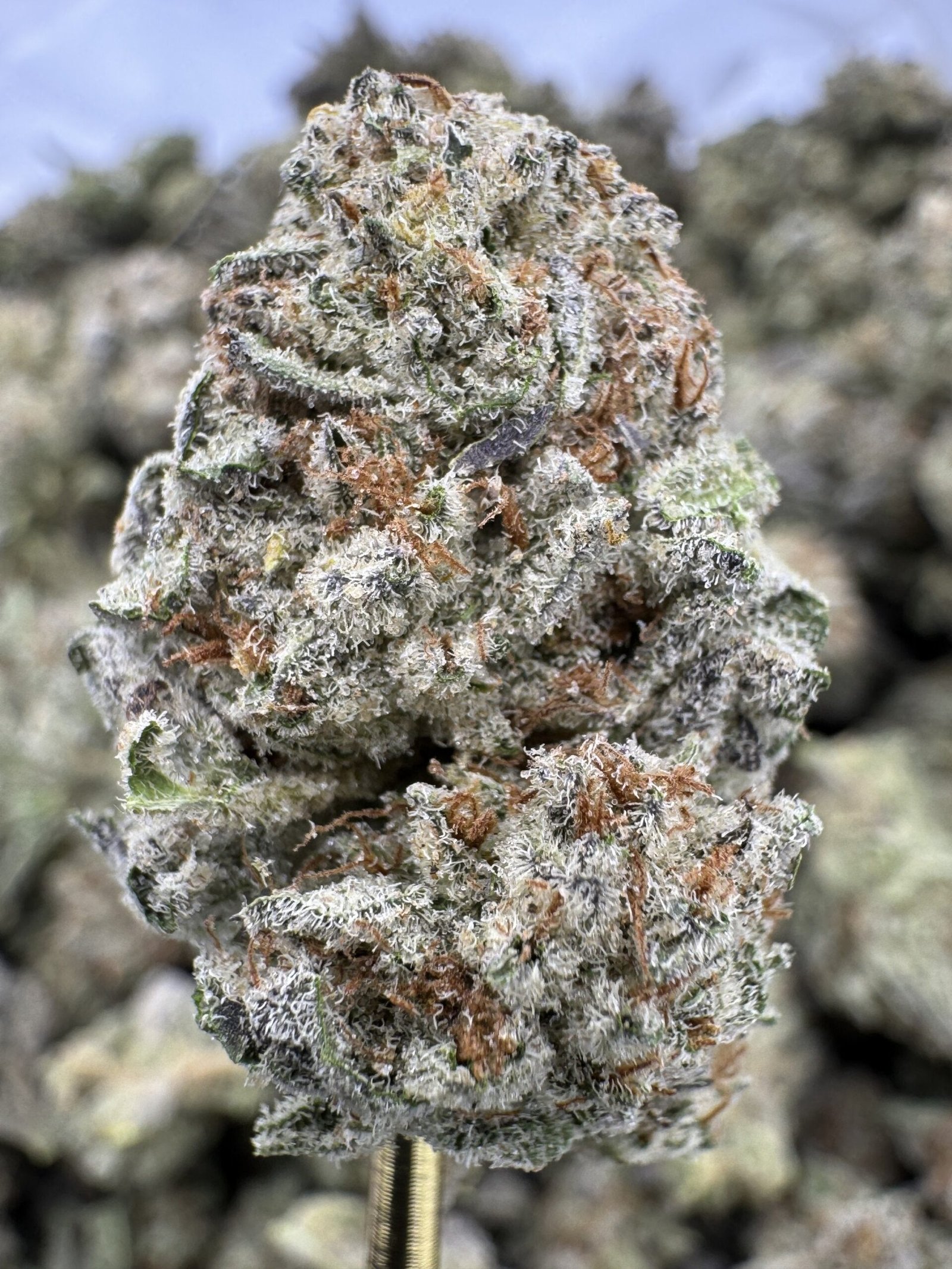 Cereal Milk – Bulk THCA Flower (Greenhouse Pounds)