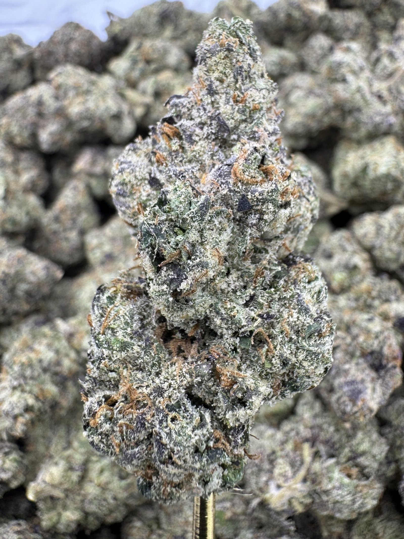 Zashimi – Bulk THCA Flower (Indoor Pounds)