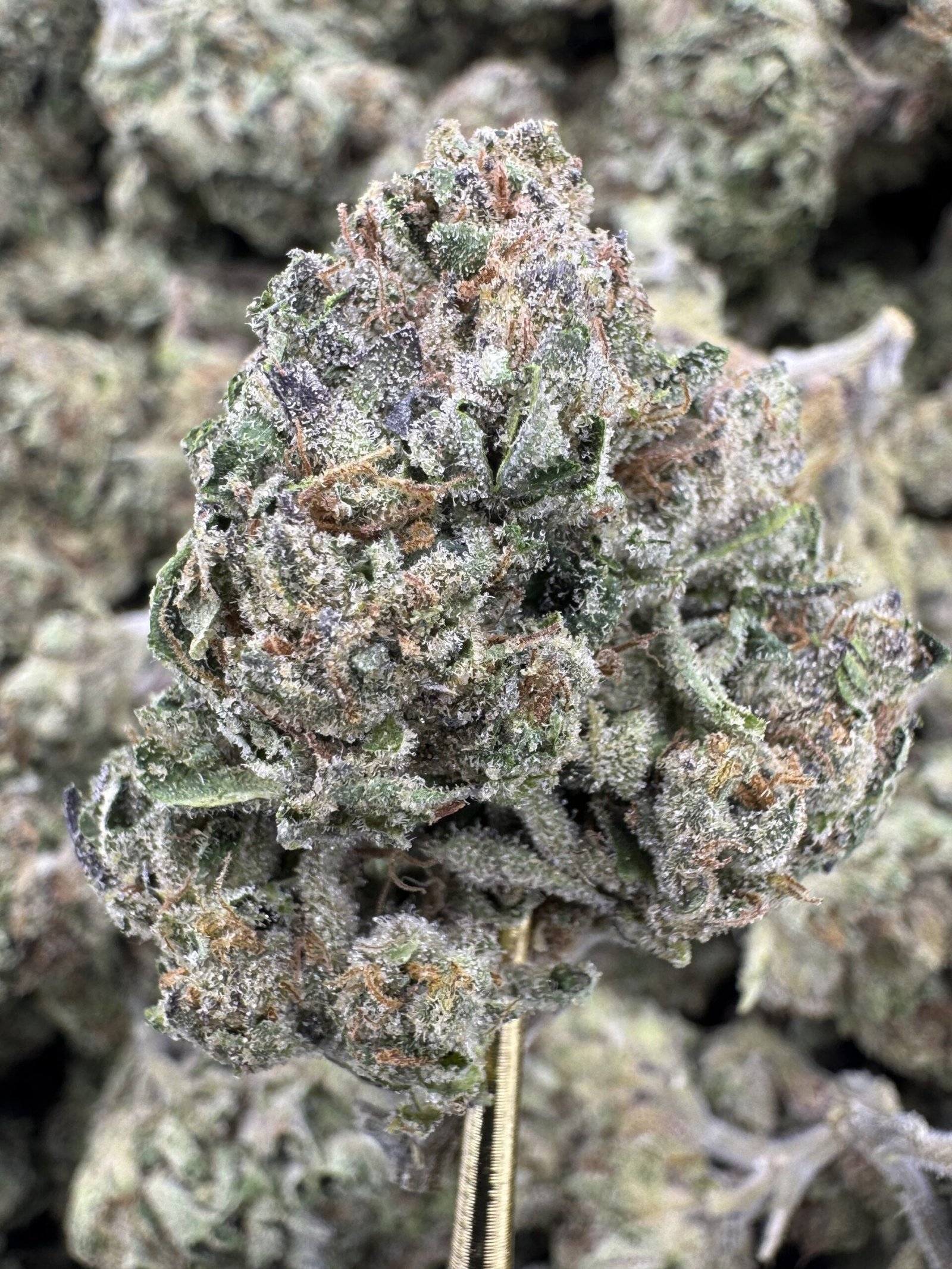 Blue Lobster – Bulk THCA Flower (Greenhouse Pounds)