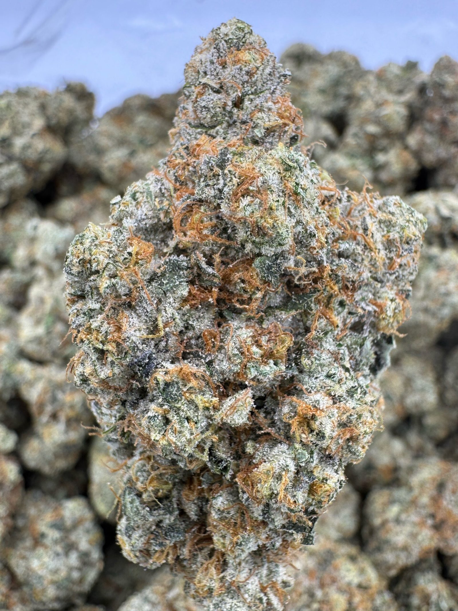La Kush Cake – Bulk THCA Flower (Indoor Pounds)