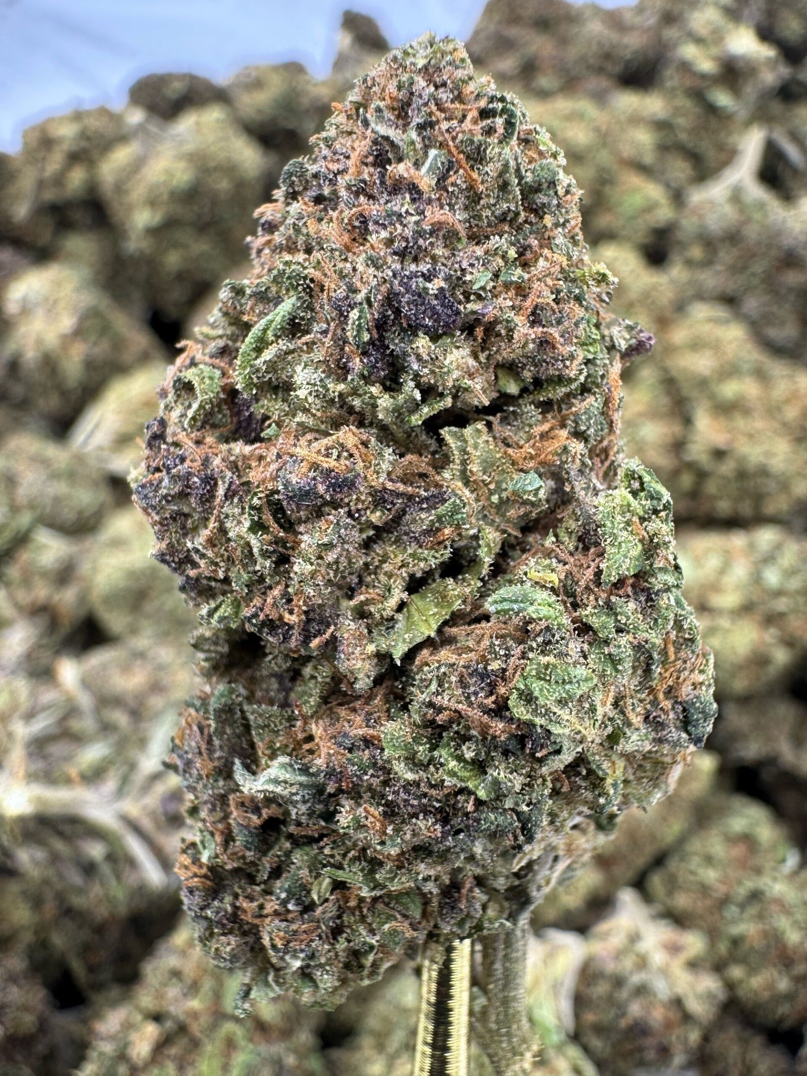 Lemon Cookie Dough – Bulk CBD Flower (Sungrown Pounds)
