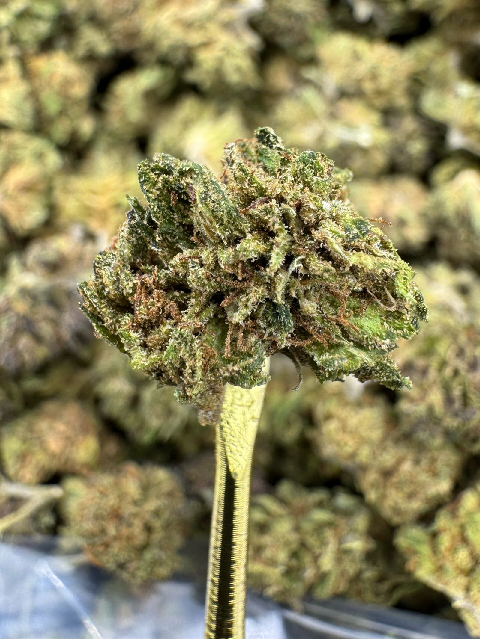 Lemon Cookie Dough – Bulk CBD Flower (Sungrown Pounds) - Image 2