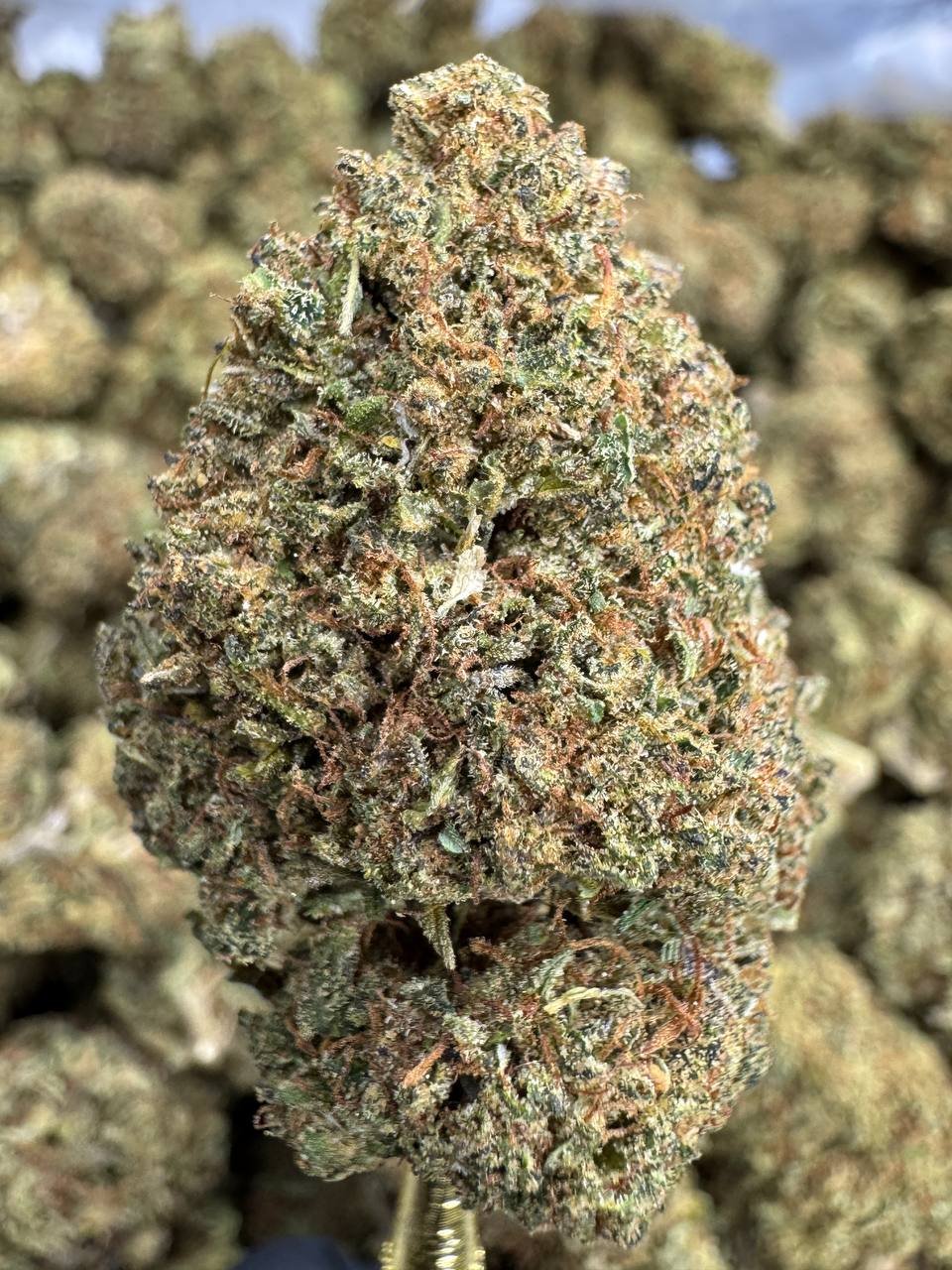Lemon Octane – Bulk CBD Flower (Sungrown Pounds)