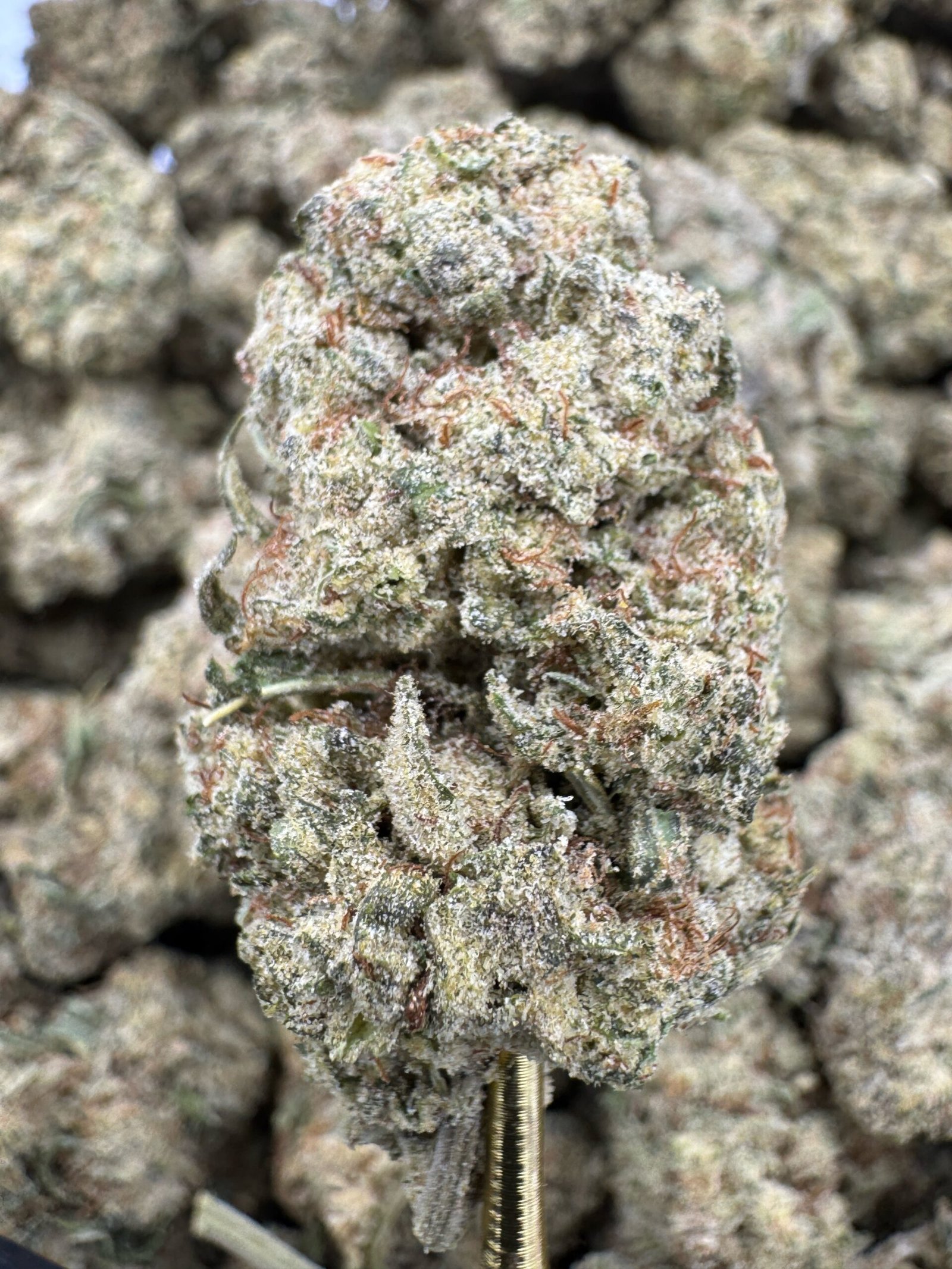 Mimosa – Bulk THCP Flower (Greenhouse Pounds)