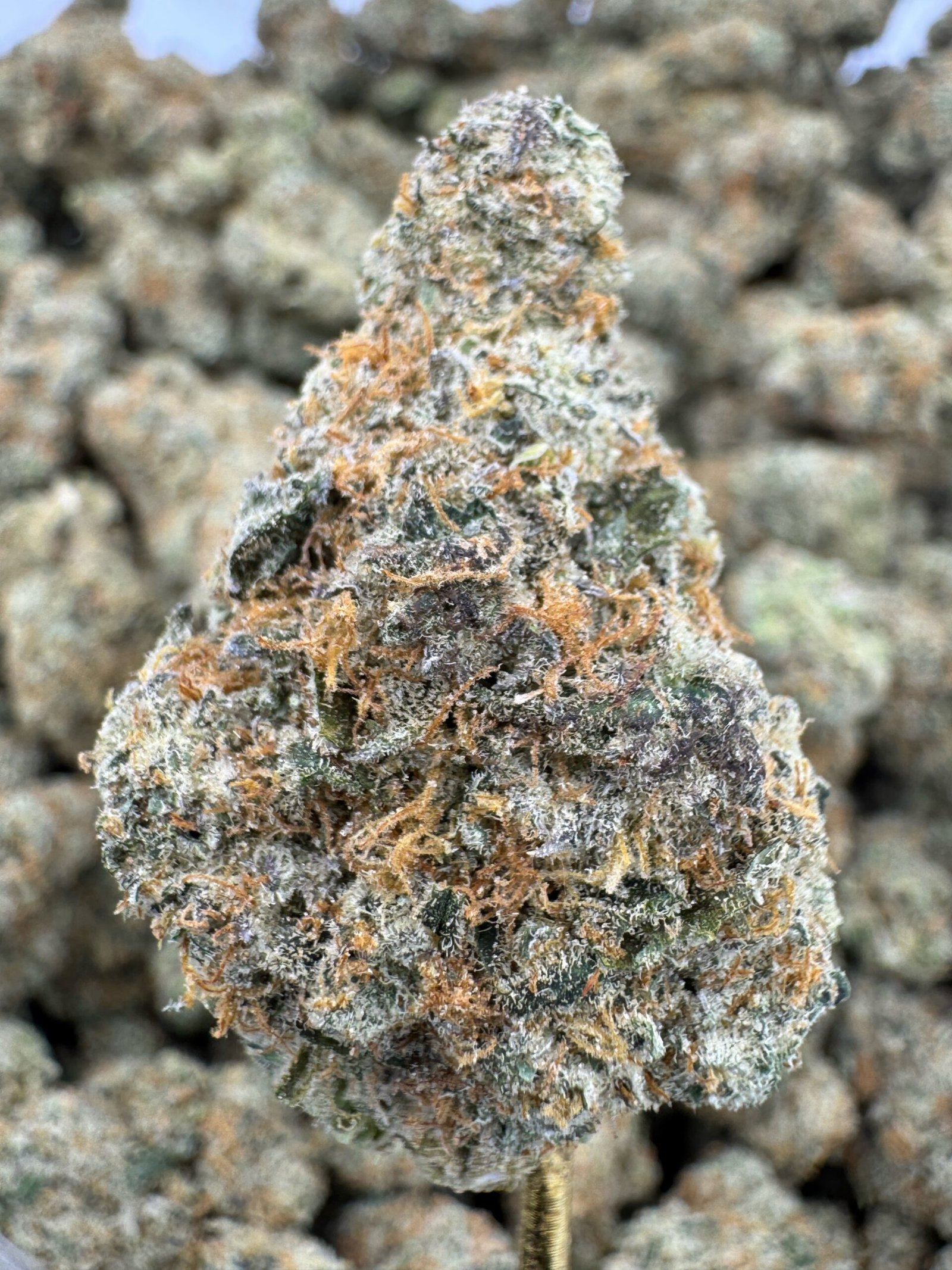 Mule Fuel – Bulk THCA Flower (Indoor Pounds)