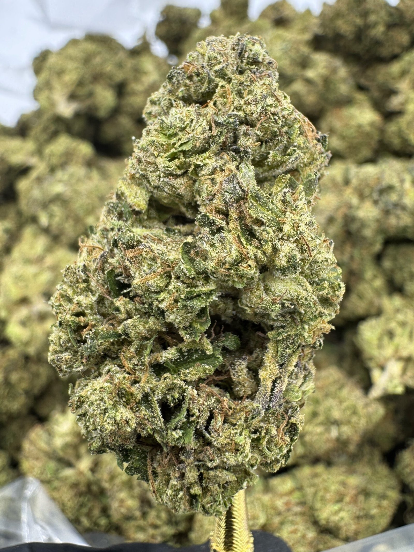 Sherblato – Bulk THCA Flower (Greenhouse Pounds)
