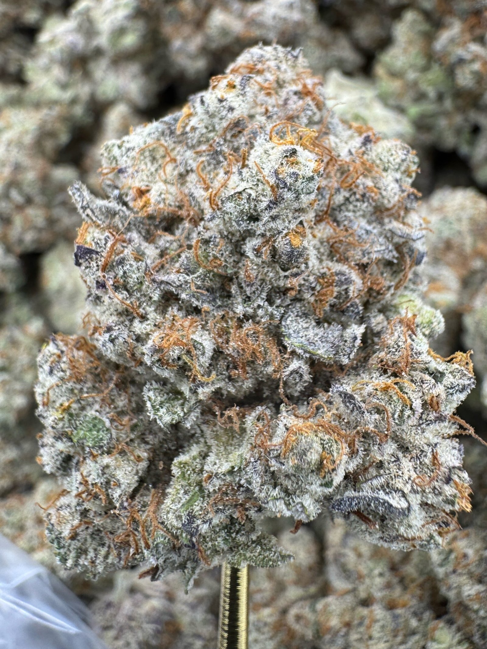 Super White Truffle – Bulk THCA Flower (Indoor Pounds)