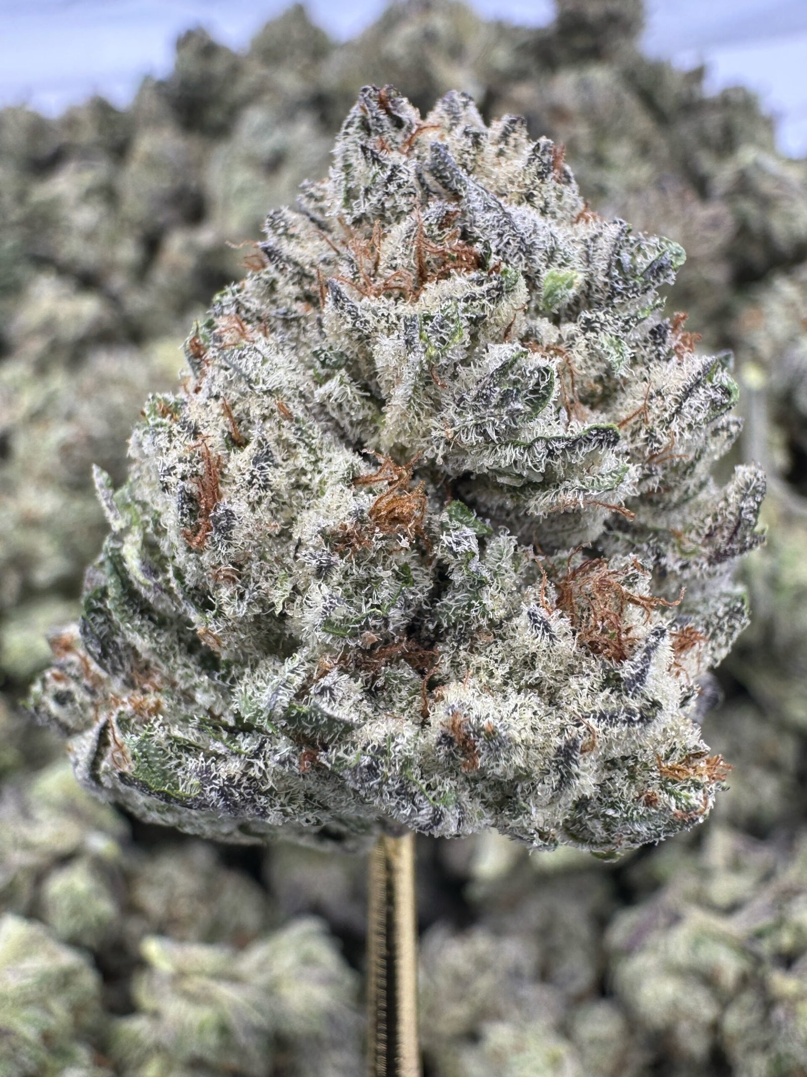 White Durban – Bulk THCA Flower (Indoor Pounds)